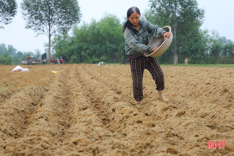Huyện Hương Khê phấn đấu tổng diện tích cây trồng chính vụ đông 2024 đạt 2.765,5 ha. bqbht_br_img-9554.jpg