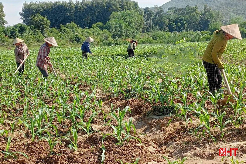 Hà Tĩnh đã xuống giống được trên 65% diện tích ngô lấy hạt, gần 50% ngô sinh khối. bqbht_br_z5966338751503-43ffdba14e3f2e9a877c877fd52dd261-7689.jpg