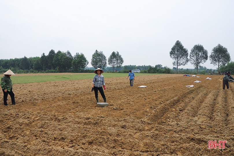 Bà con nông dân xã Hương Vĩnh (Hương Khê) xuống giống ngô vụ đông. bqbht_br_img-9547.jpg