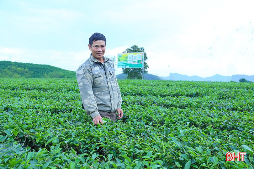 Người dân thôn Nam Sơn phấn khởi vì cây chè vẫn phát triển tốt, không cần tiến hành phun thuốc BVTV nhiều lần như trước. bqbht_br_img-1906.jpg