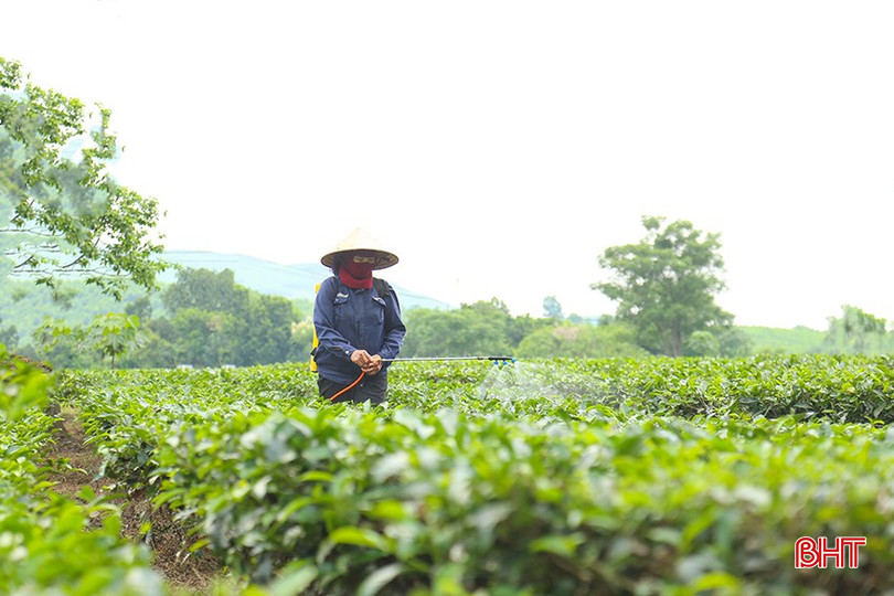 Thông qua mã vùng trồng, người tiêu dùng, doanh nghiệp hay cơ quan quản lý có thể tra cứu và biết rõ về quy trình kỹ thuật áp dụng (VietGAP, GlobalGAP, hữu cơ…), việc sử dụng thuốc BVTV như thế nào... bqbht_br_img-1809.jpg