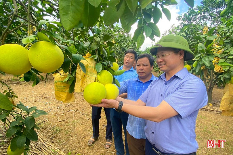 THT sản xuất bưởi Phúc Trạch thôn Ngọc Bội chú trọng phát triển sản phẩm bưởi Phúc Trạch chất lượng cao, gắn với truy xuất nguồn gốc theo mã vùng trồng. bqbht_br_1-5.jpg