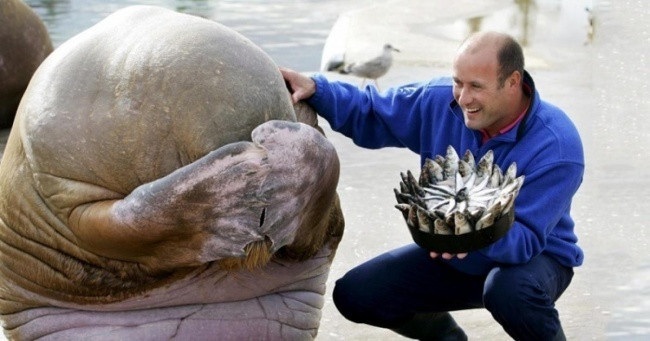 14 hinh anh ngo nghinh ve dong vat co the khien ban mim cuoi