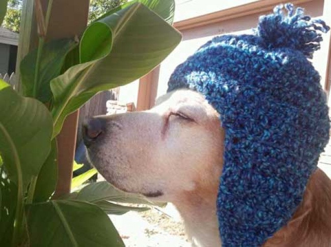 14 hinh anh ngo nghinh ve dong vat co the khien ban mim cuoi