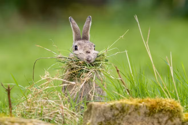 xem la cuoi voi loat anh dong vat vui nhon