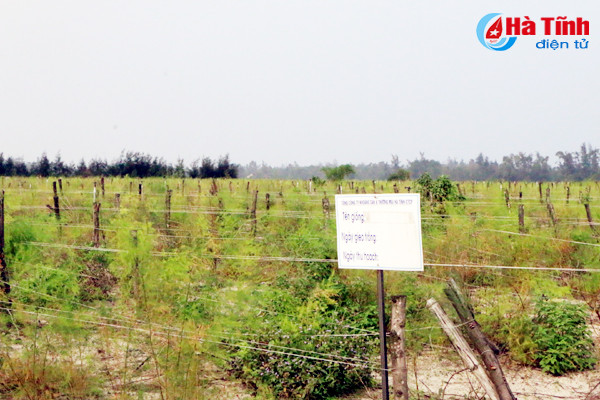 dung san xuat rau cu qua tren cat lo tai hoang mac hoa