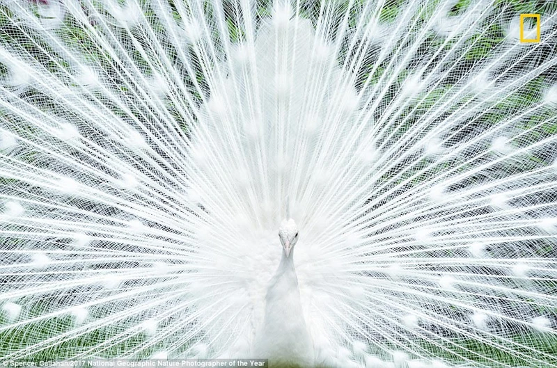 nhung buc anh thien nhien an tuong tren tap chi hang dau cua my