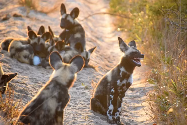 xem la cuoi voi loat anh dong vat vui nhon
