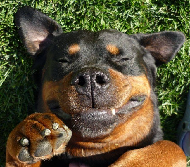 14 hinh anh ngo nghinh ve dong vat co the khien ban mim cuoi