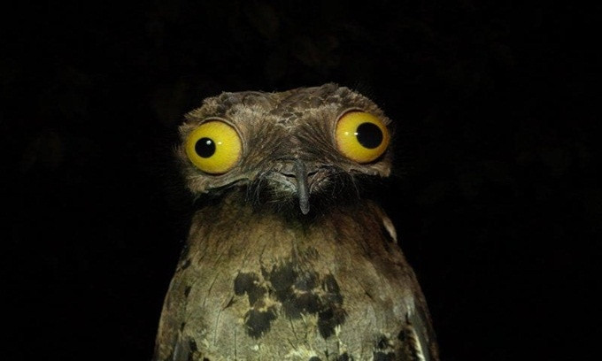 xem la cuoi voi loat anh dong vat vui nhon