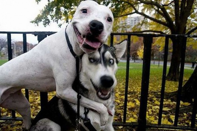 14 hinh anh ngo nghinh ve dong vat co the khien ban mim cuoi