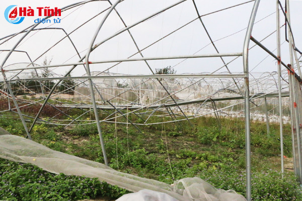 dung san xuat rau cu qua tren cat lo tai hoang mac hoa