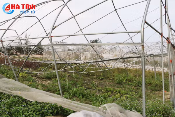 dung san xuat rau cu qua tren cat lo tai hoang mac hoa