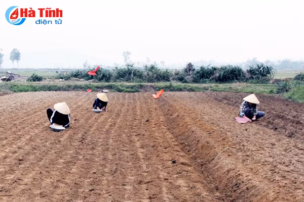 trong hanh tam moi vu nong dan thu 240 trieu ha