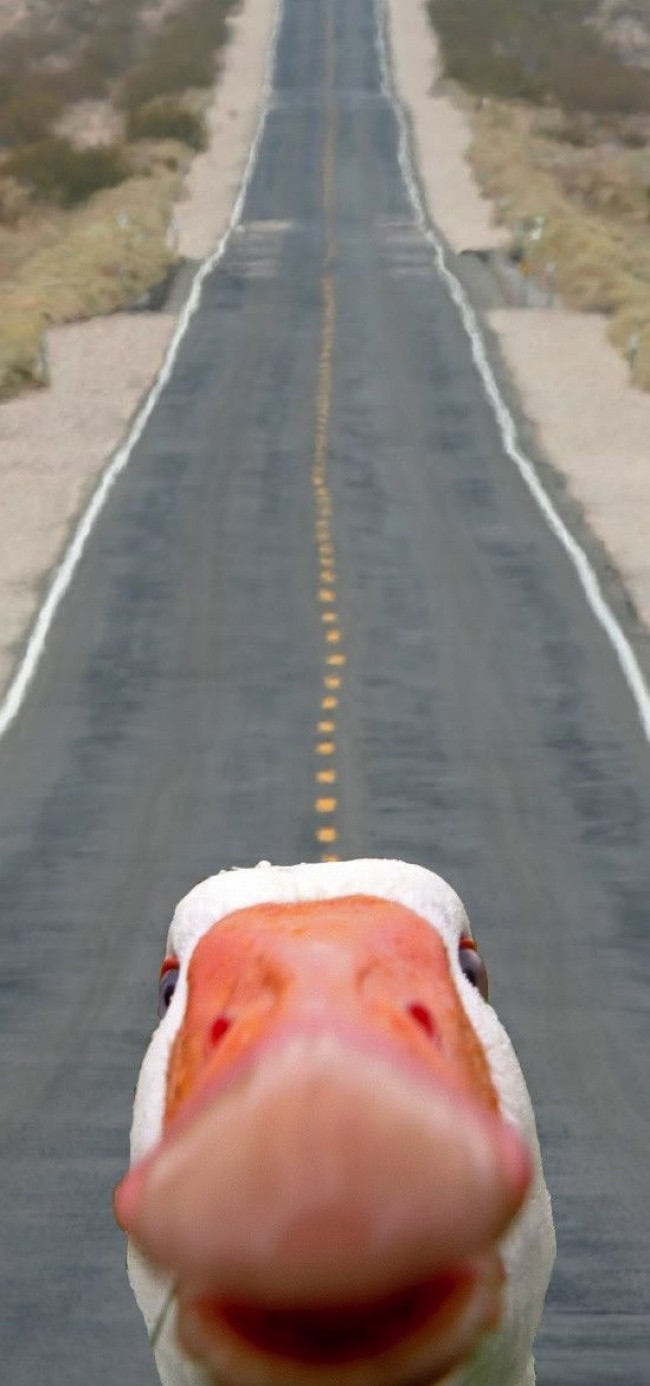 14 hinh anh ngo nghinh ve dong vat co the khien ban mim cuoi