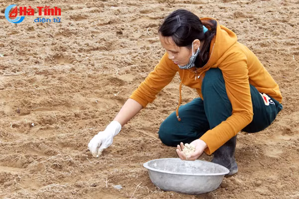 trong hanh tam moi vu nong dan thu 240 trieu ha