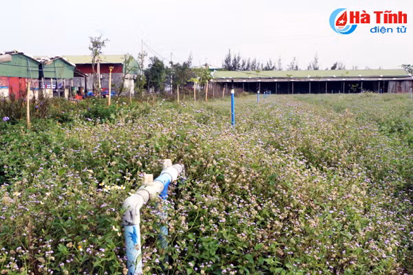 dung san xuat rau cu qua tren cat lo tai hoang mac hoa