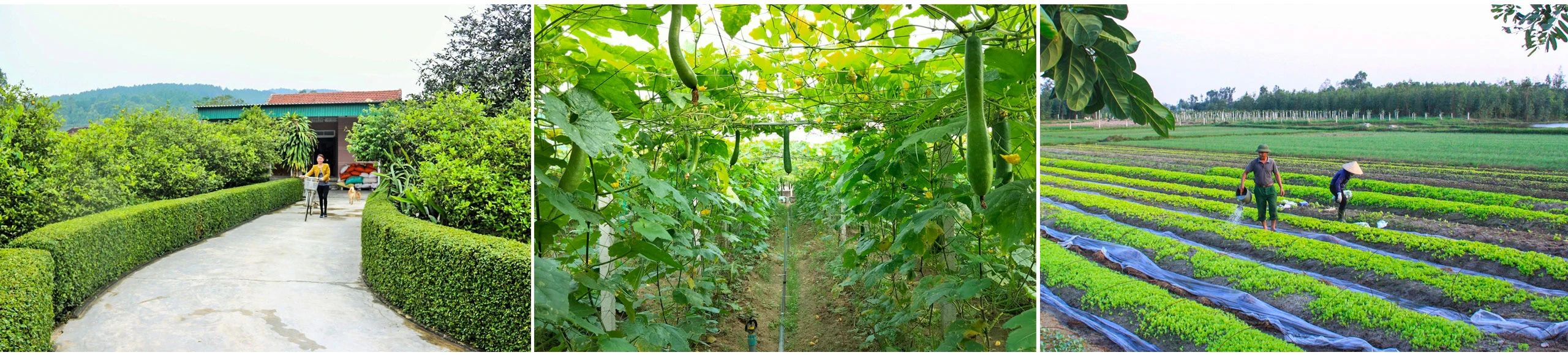 Du lịch “cất cánh”, đánh thức tiềm năng vùng đất giàu trầm tích văn hóa