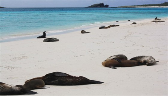 3. Quần đảo Galapagos, Ecuador Đây là một trong những địa danh đầu tiên được UNESCO đưa vào danh sách di sản thế giới, nằm trong vùng phía nam của Thái Bình Dương và cách bờ biển Ecuador 1.000 km về phía tây.