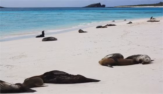 3. Quần đảo Galapagos, Ecuador Đây là một trong những địa danh đầu tiên được UNESCO đưa vào danh sách di sản thế giới, nằm trong vùng phía nam của Thái Bình Dương và cách bờ biển Ecuador 1.000 km về phía tây.