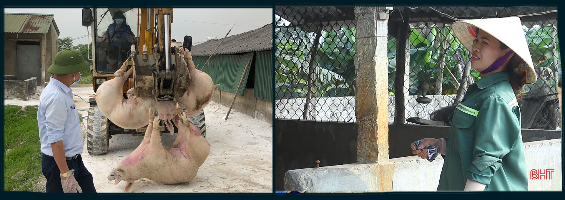 Chính quyền địa phương vất vả tiêu huỷ gia súc bị nhiễm DTLCP trong khi người chăn nuôi xót xa nhìn chuồng trống. Dịch bệnh trên gia súc và “lá chắn” trong chăn nuôi (bài 1): Lao đao giữa dịch bệnh “kép”!