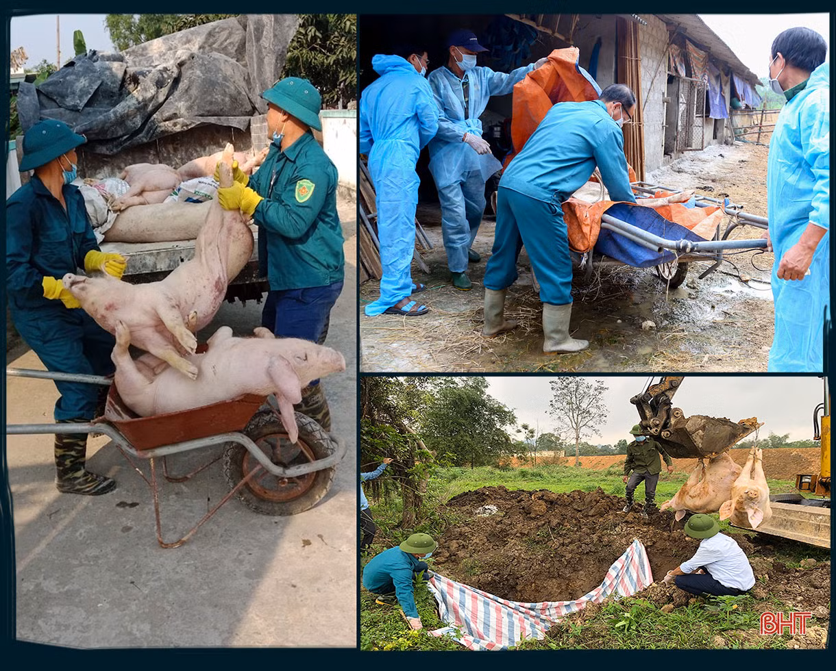 Dịch bệnh trên gia súc và “lá chắn” trong chăn nuôi (bài 1): Lao đao giữa dịch bệnh “kép”!