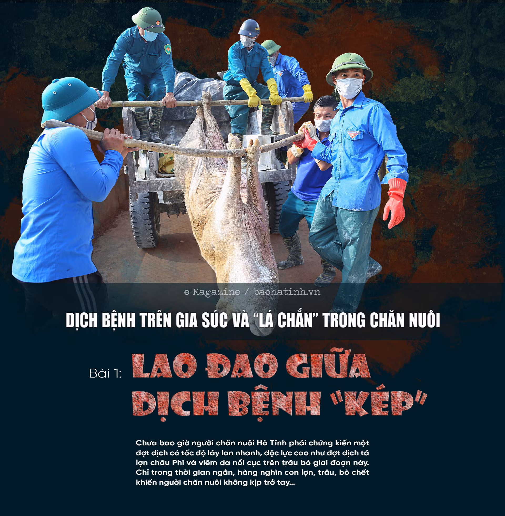 Dịch bệnh trên gia súc và “lá chắn” trong chăn nuôi (bài 1): Lao đao giữa dịch bệnh “kép”!