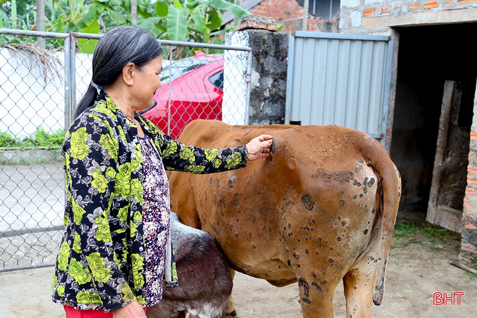 Dịch bệnh trên gia súc và “lá chắn” trong chăn nuôi (bài 1): Lao đao giữa dịch bệnh “kép”! ảnh 16 Dịch bệnh trên gia súc và “lá chắn” trong chăn nuôi (bài 1): Lao đao giữa dịch bệnh “kép”!