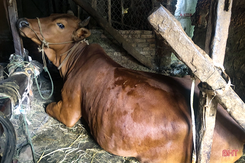 Dịch bệnh trên gia súc và “lá chắn” trong chăn nuôi (bài 1): Lao đao giữa dịch bệnh “kép”! ảnh 15 Dịch bệnh trên gia súc và “lá chắn” trong chăn nuôi (bài 1): Lao đao giữa dịch bệnh “kép”!