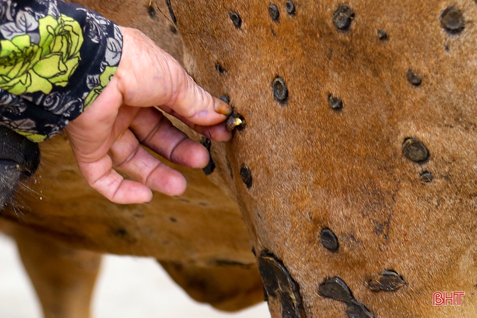 Dịch bệnh trên gia súc và “lá chắn” trong chăn nuôi (bài 1): Lao đao giữa dịch bệnh “kép”! ảnh 14 Dịch bệnh trên gia súc và “lá chắn” trong chăn nuôi (bài 1): Lao đao giữa dịch bệnh “kép”!