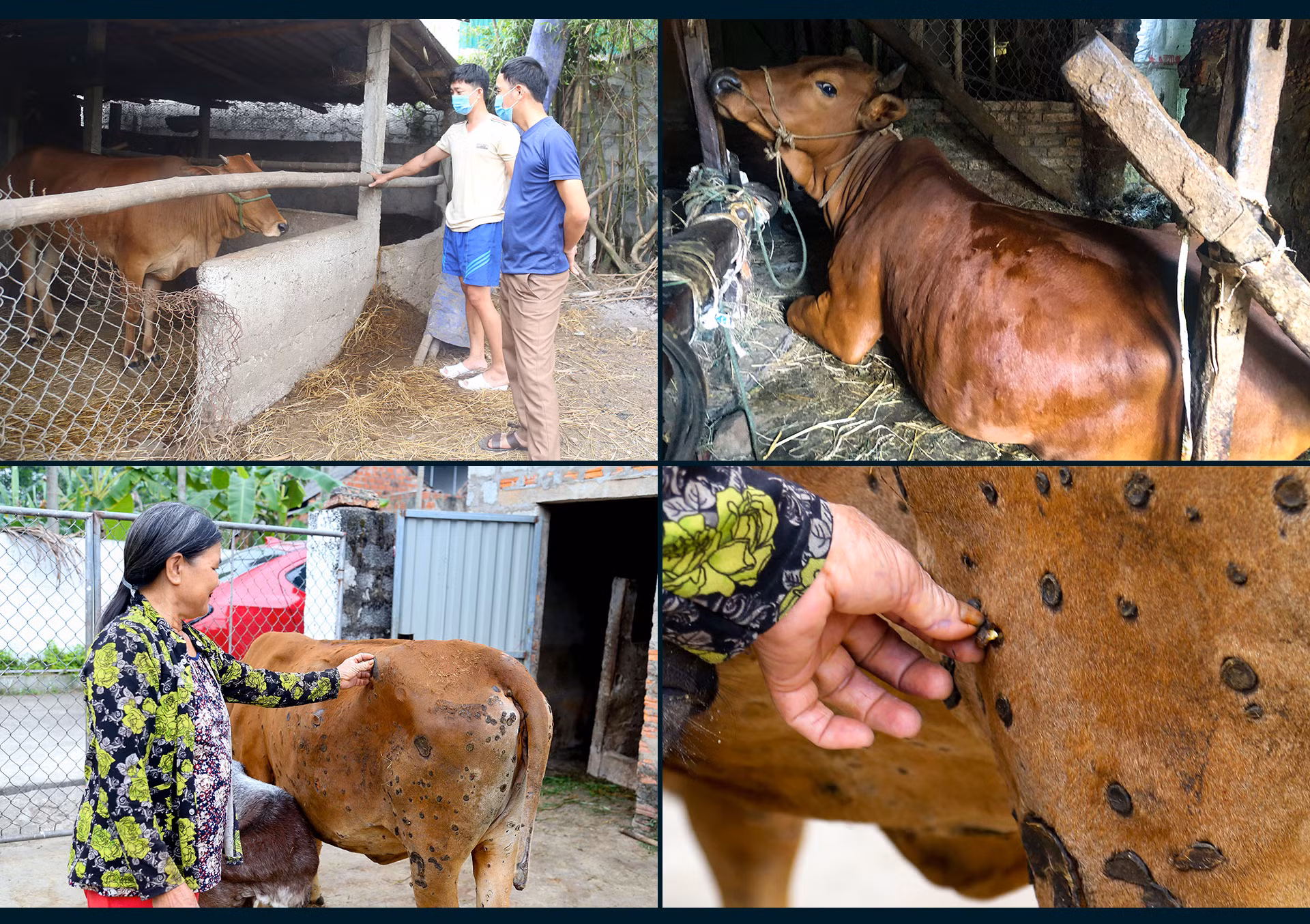 Dịch bệnh trên gia súc và “lá chắn” trong chăn nuôi (bài 1): Lao đao giữa dịch bệnh “kép”!