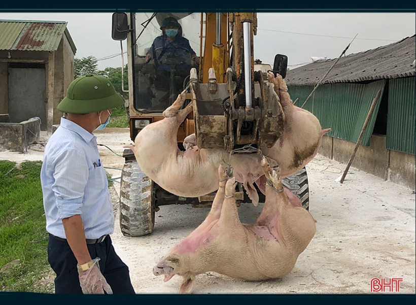 Dịch bệnh trên gia súc và “lá chắn” trong chăn nuôi (bài 1): Lao đao giữa dịch bệnh “kép”! ảnh 6 Dịch bệnh trên gia súc và “lá chắn” trong chăn nuôi (bài 1): Lao đao giữa dịch bệnh “kép”!