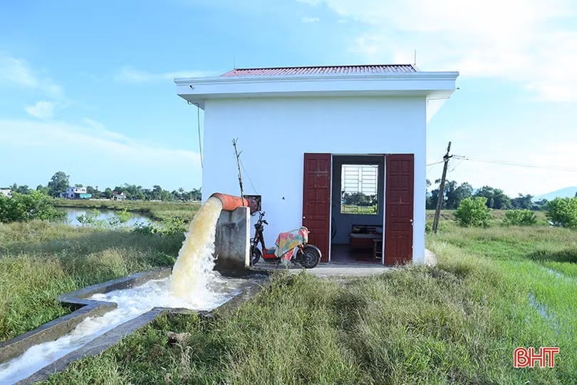 Lúa hè thu tại Hà Tĩnh đón đòng thuận lợi