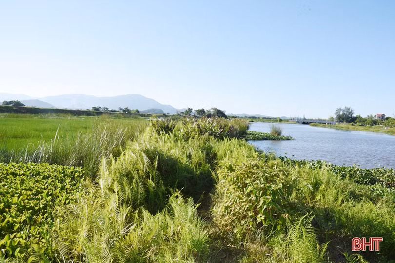 Cần sớm khơi thông khu vực hạ lưu cống Cầu Trù để đảm bảo thoát lũ