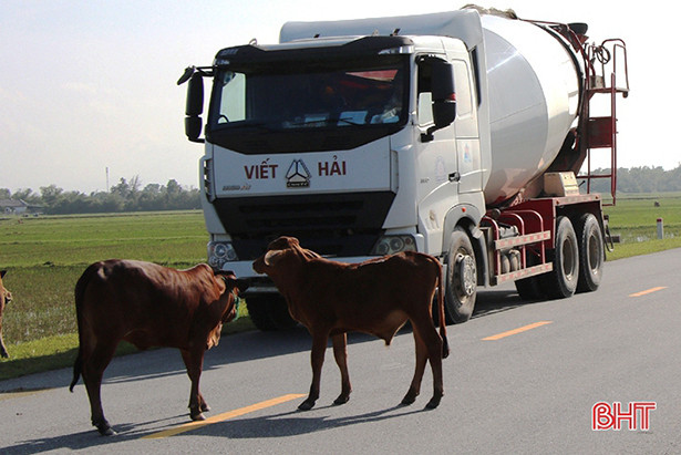 Nghi Xuân xử phạt 28 hộ dân thả rông gia súc trên đường ven biển