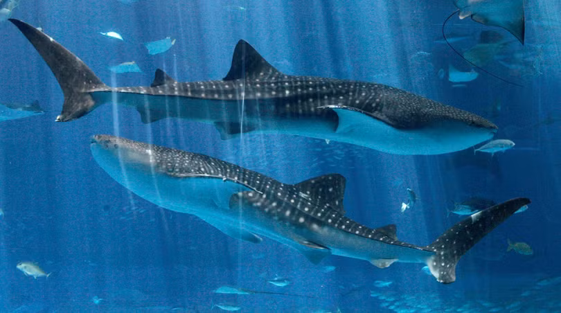 Phát hiện mới về loài cá lớn nhất đại dương