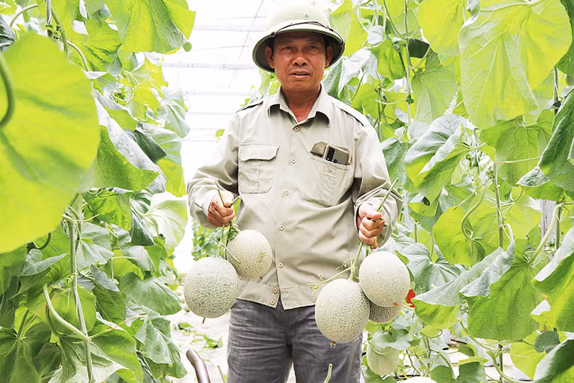 Trồng dưa lưới - hướng phát triển cho giá trị kinh tế cao của nông dân Nghi Xuân