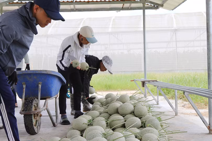 Trồng dưa lưới - hướng phát triển cho giá trị kinh tế cao của nông dân Nghi Xuân