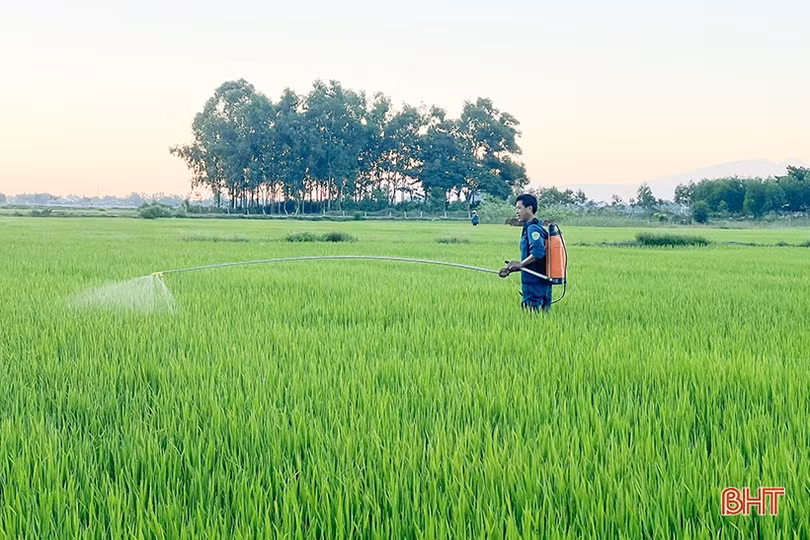 Lúa hè thu tại Hà Tĩnh đón đòng thuận lợi