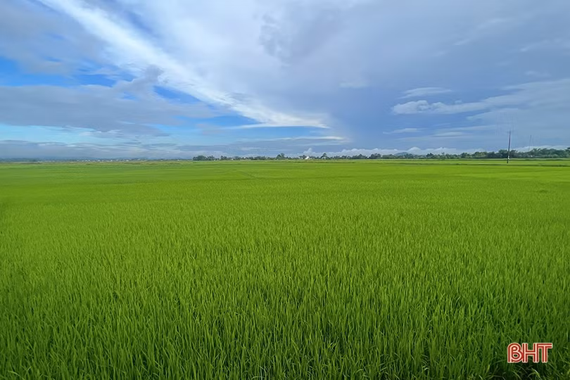 Sở NN&PTNT Hà Tĩnh chỉ cách phòng trừ dịch hại trên lúa hè thu