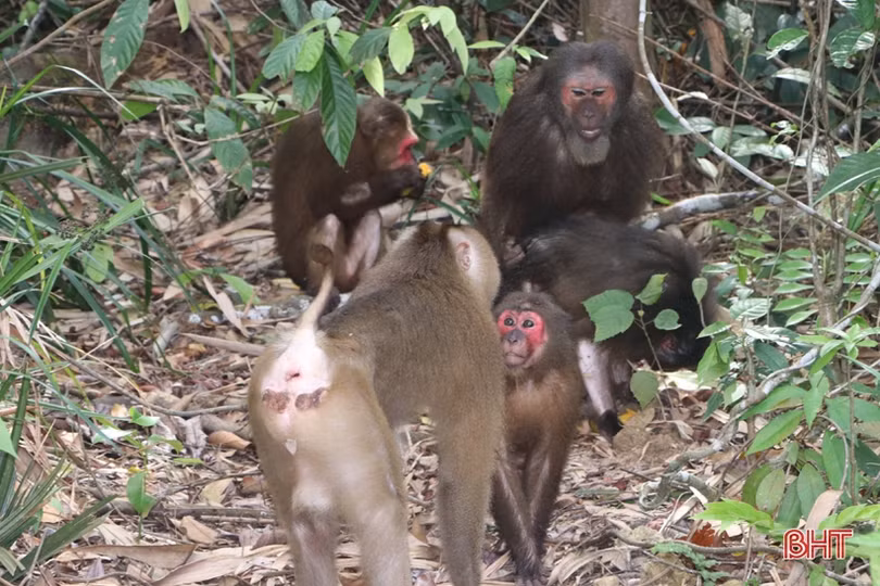 Thả 8 cá thể động vật hoang dã về Vườn Quốc gia Vũ Quang