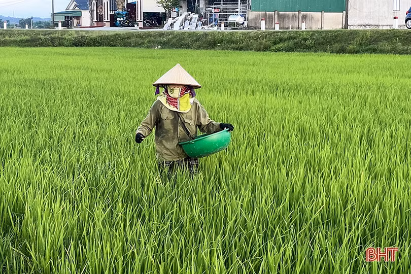 Lúa hè thu tại Hà Tĩnh đón đòng thuận lợi