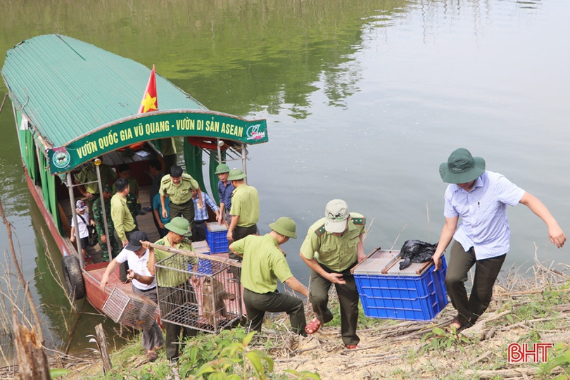 Thả 8 cá thể động vật hoang dã về Vườn Quốc gia Vũ Quang