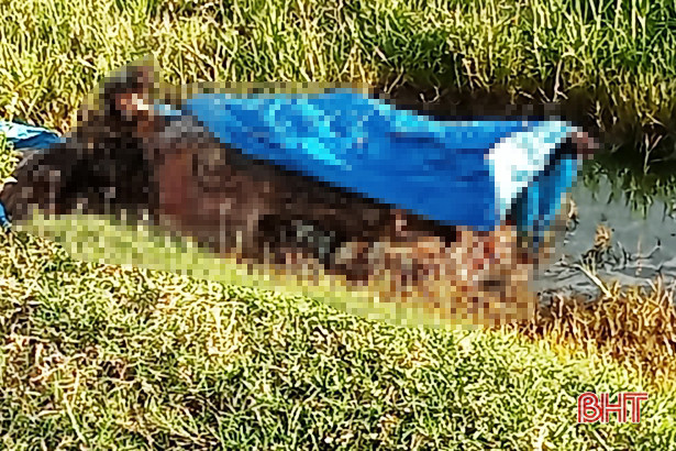 Hà Tĩnh: Một phụ nữ bị xử phạt 5,5 triệu đồng vì vứt lợn chết ra đồng