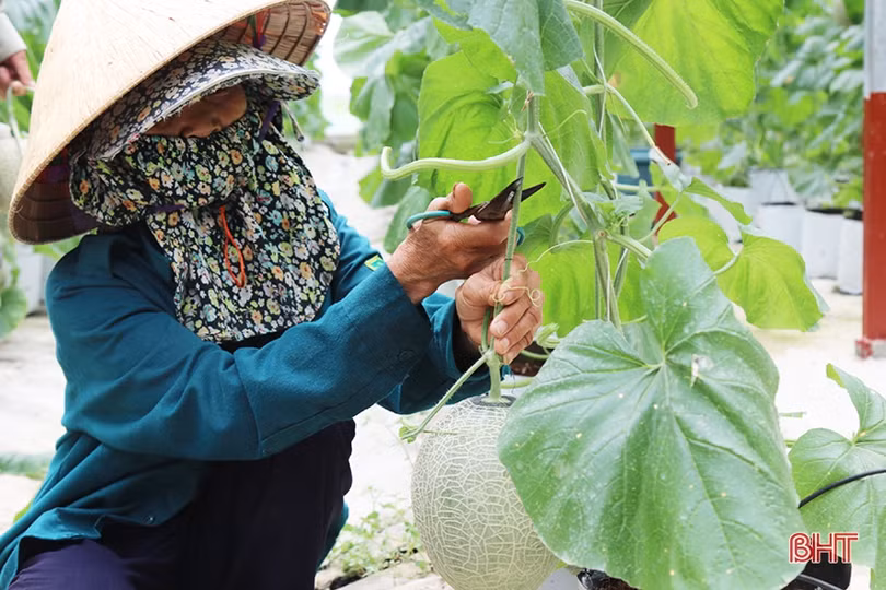 Trồng dưa lưới - hướng phát triển cho giá trị kinh tế cao của nông dân Nghi Xuân
