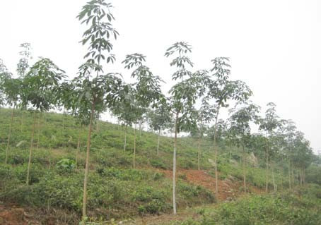 Vườn cao su 2 năm tuổi trên đất Lào của Công ty Cao su Hà Tĩnh