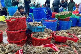 Nước lũ cuốn trôi 20 triệu con tôm hùm, nghề nuôi tôm hùm ở Đắk Lắk gần như xóa sổ 