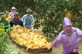 Dầm mình trong nước lũ thu hoạch bưởi Phúc Trạch 