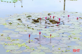 Cải tạo ao hồ thành những “lá phổi xanh” 