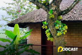 Podcast tản văn: Nhớ nhung mít ta ở làng